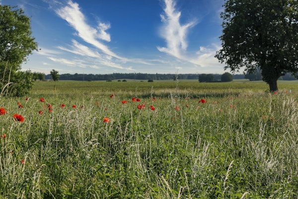 Poppy Field In Early Summer