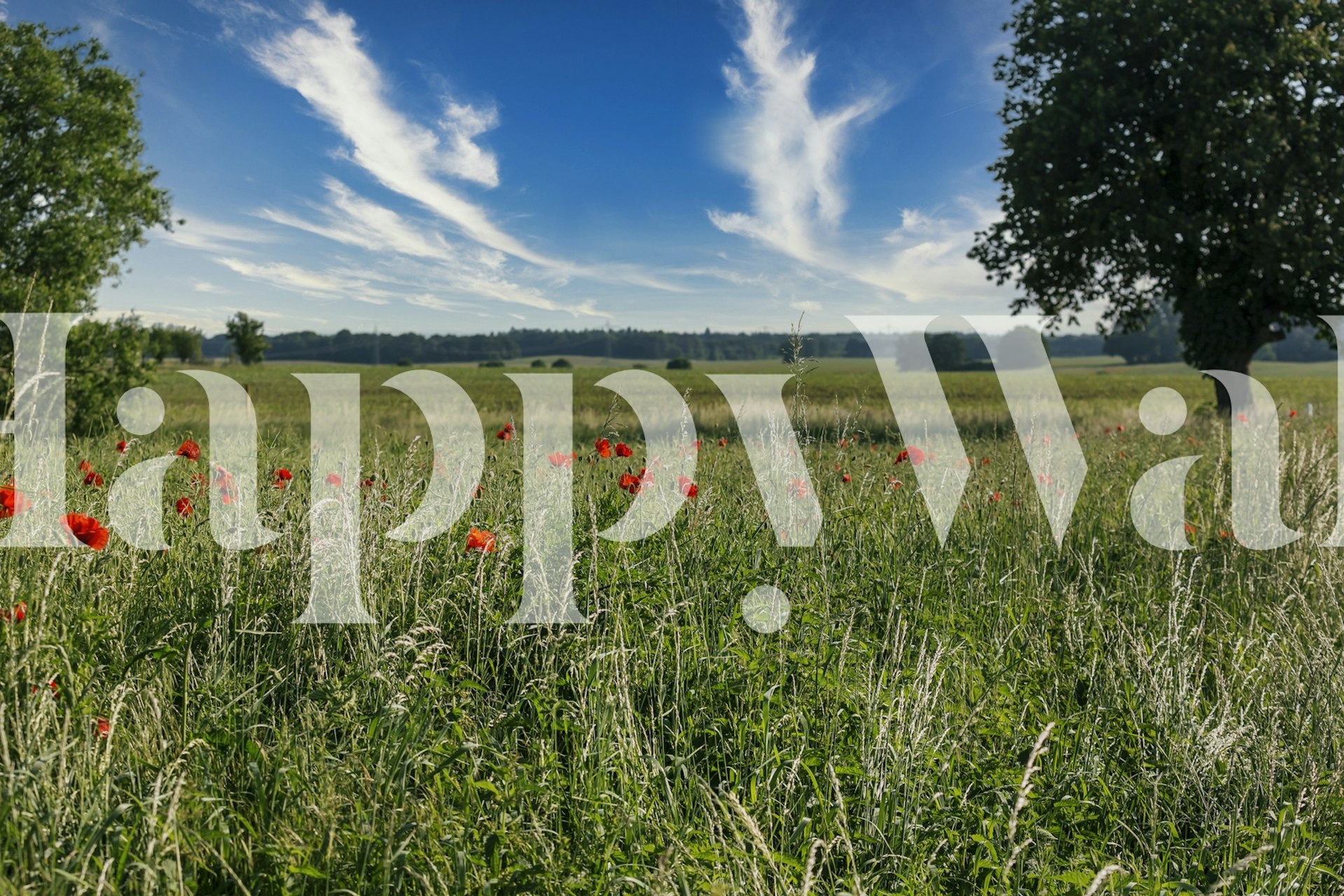 Poppy field with red flowers and green grass against blue sky wallpaper