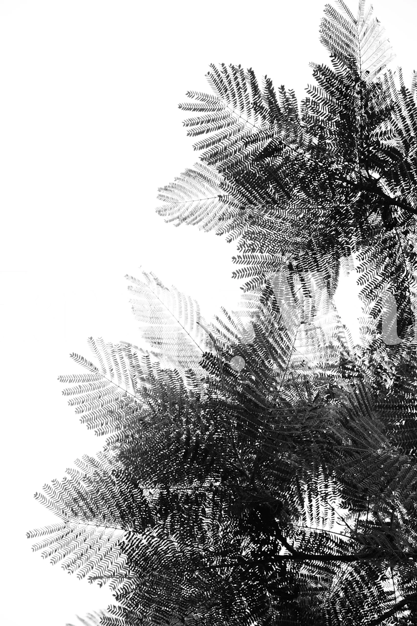 Black and white wall mural of detailed treetop foliage from happywall.com