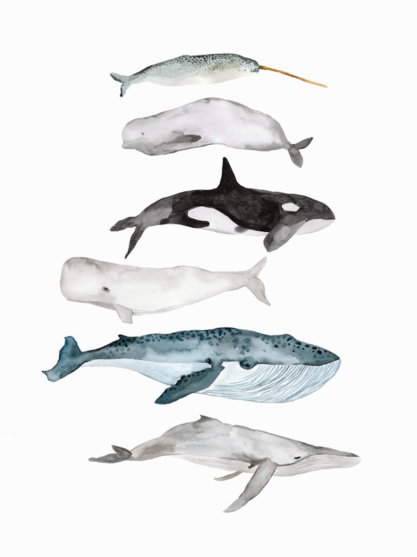 Sea Life Whales