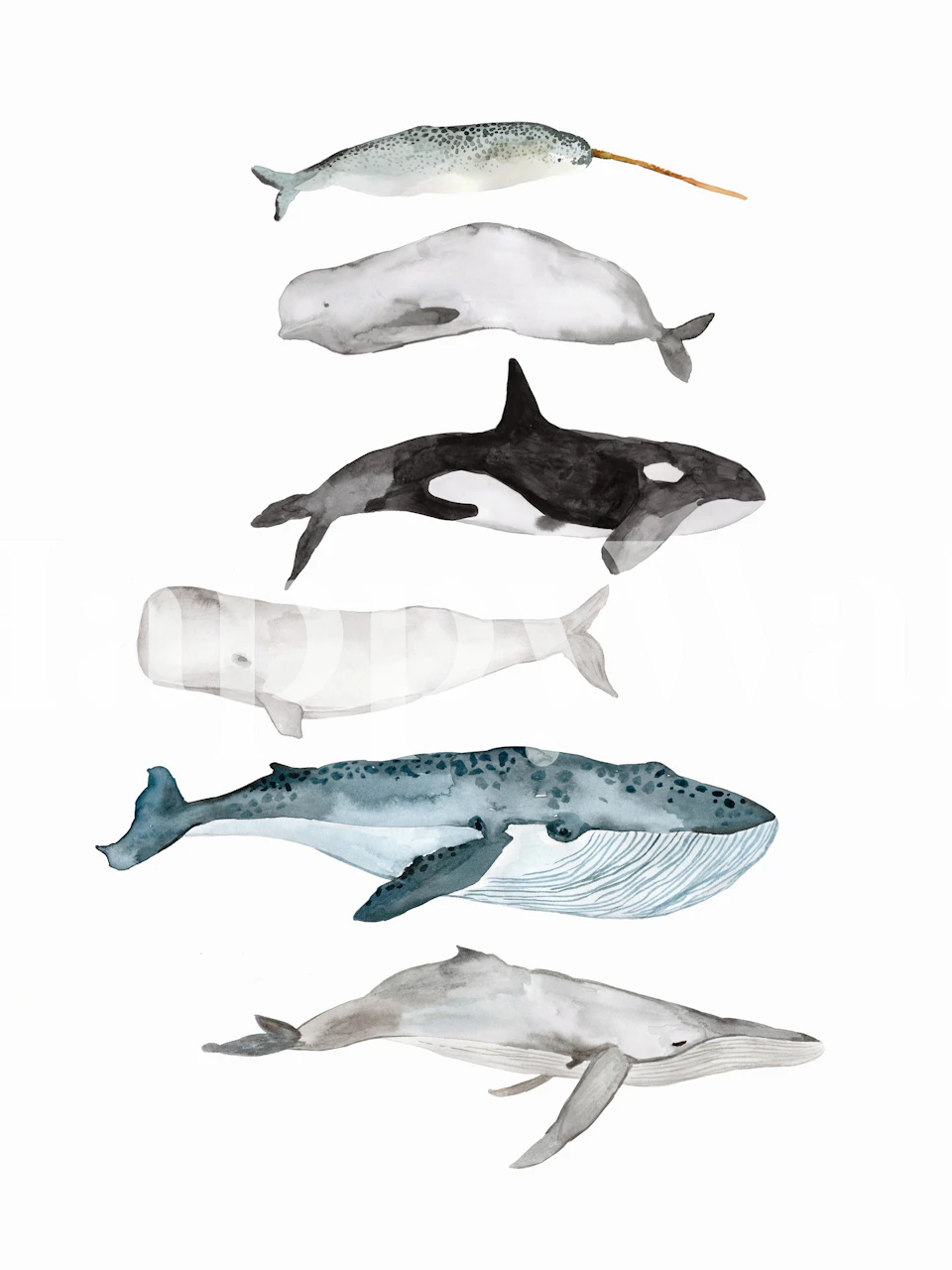 Whale illustrations in blue and gray on white background wallpaper