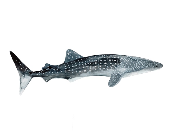 Sea Life Whale Shark