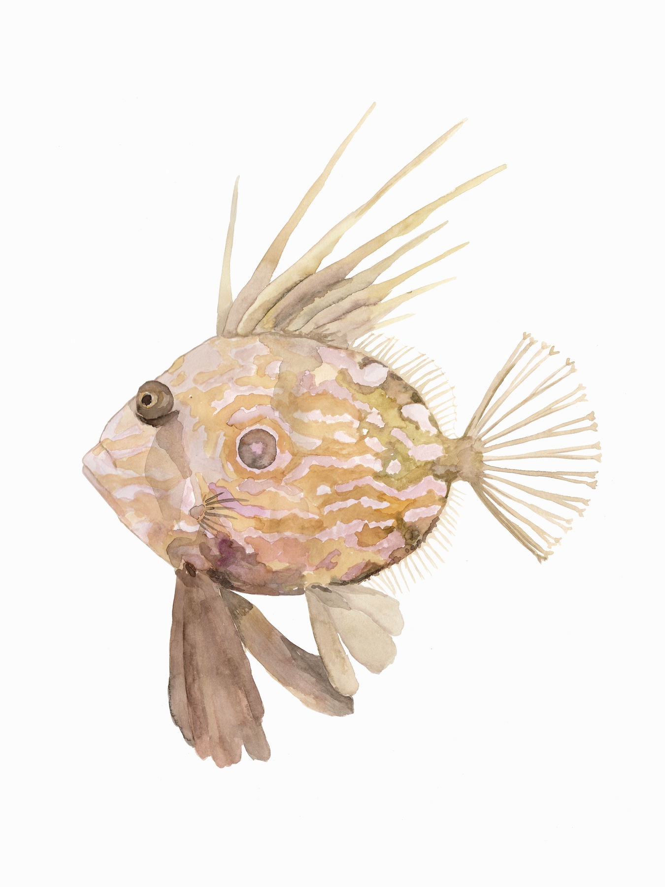 Premium John Dory Ocean Wallpaper: Bespoke Wall Murals for Marine Life