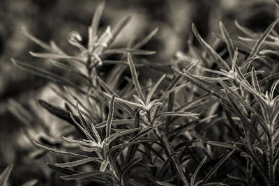 Τοιχογραφία