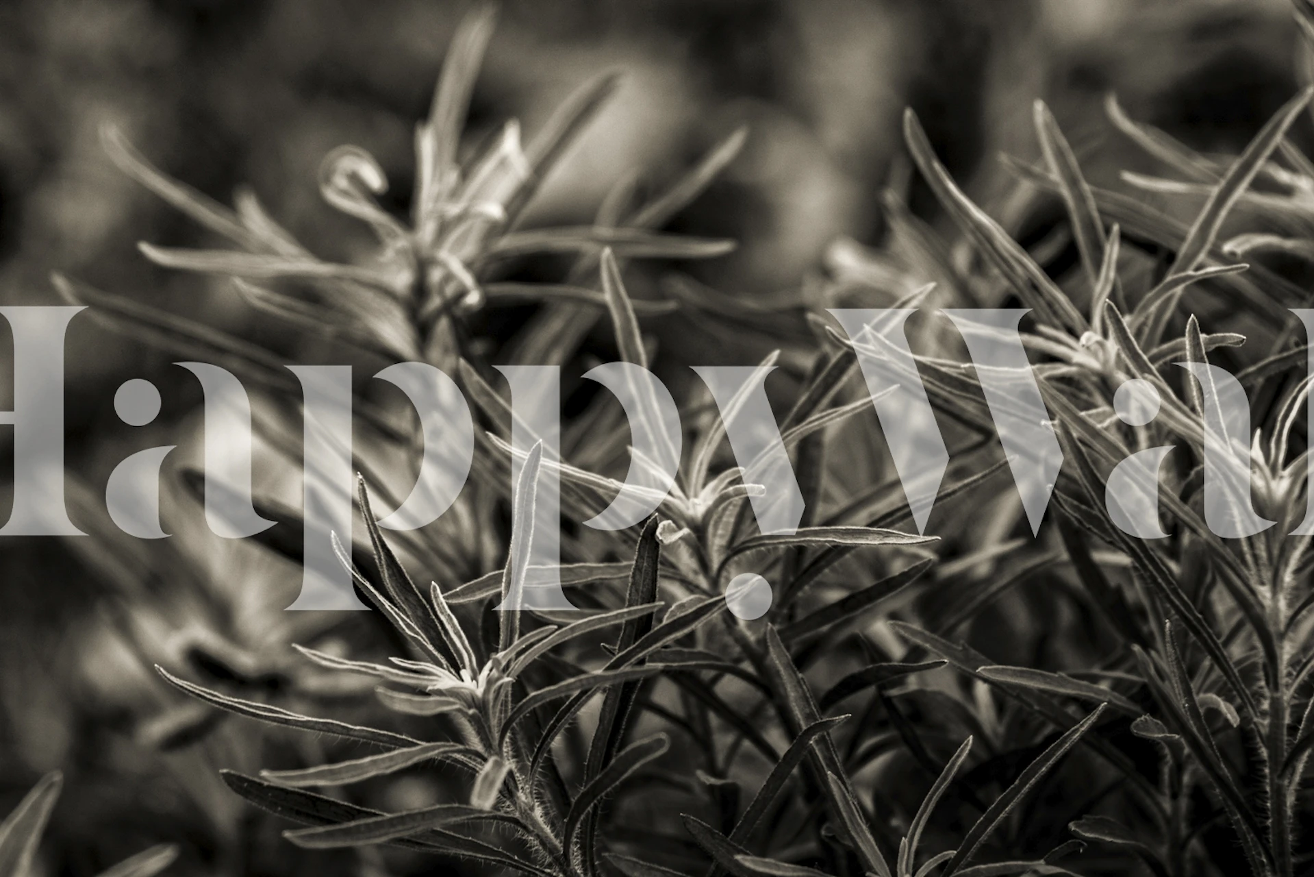 Rosemary Plant wallpaper in a room