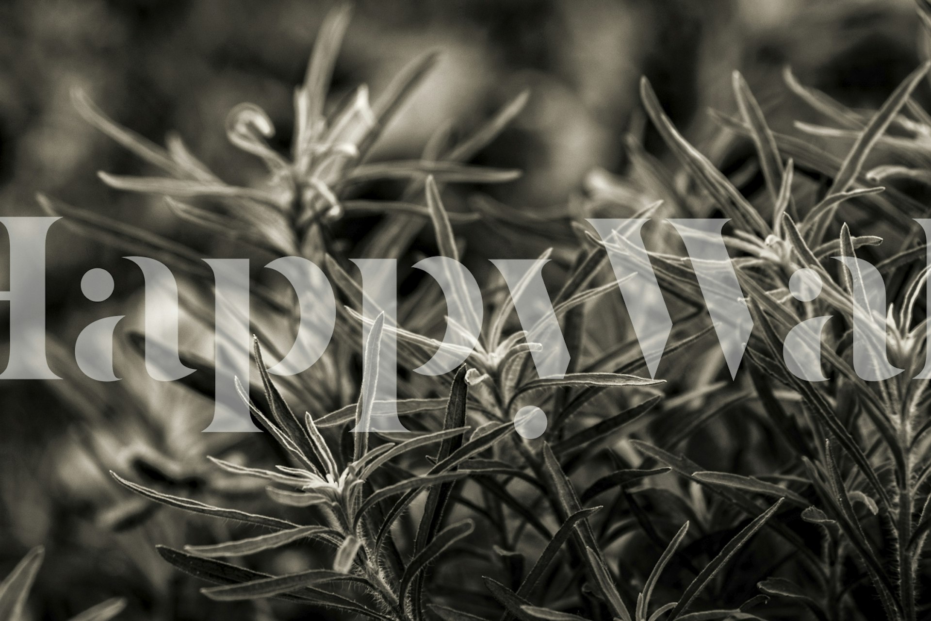 Rosemary Plant wallpaper in a room