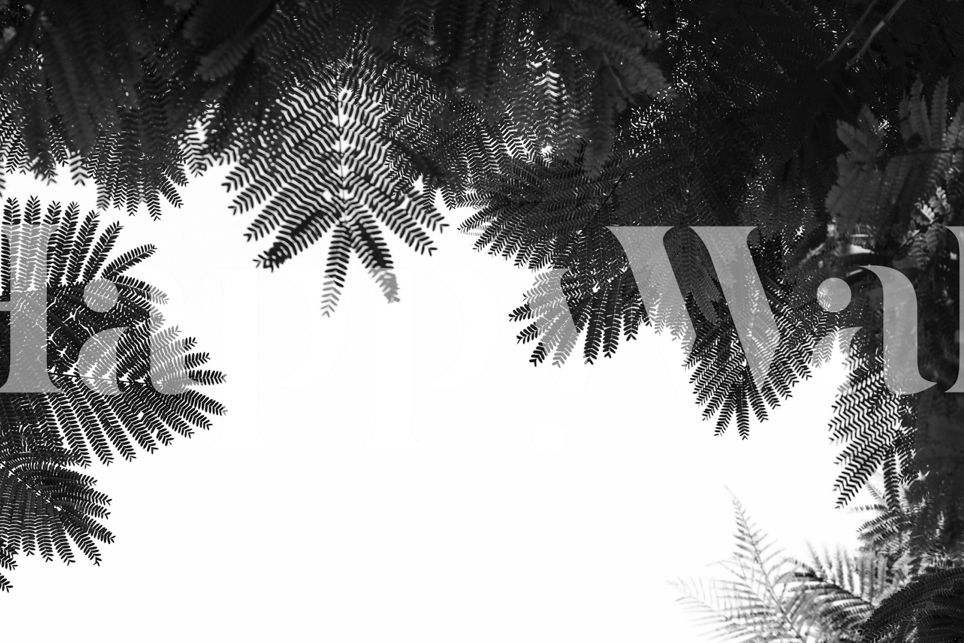 Black and white leaf patterns on white background wallpaper