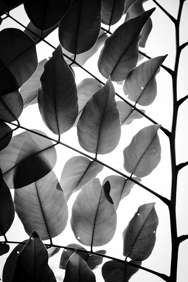 Branches and Leaves II