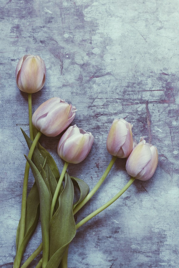 Delicate Tulips