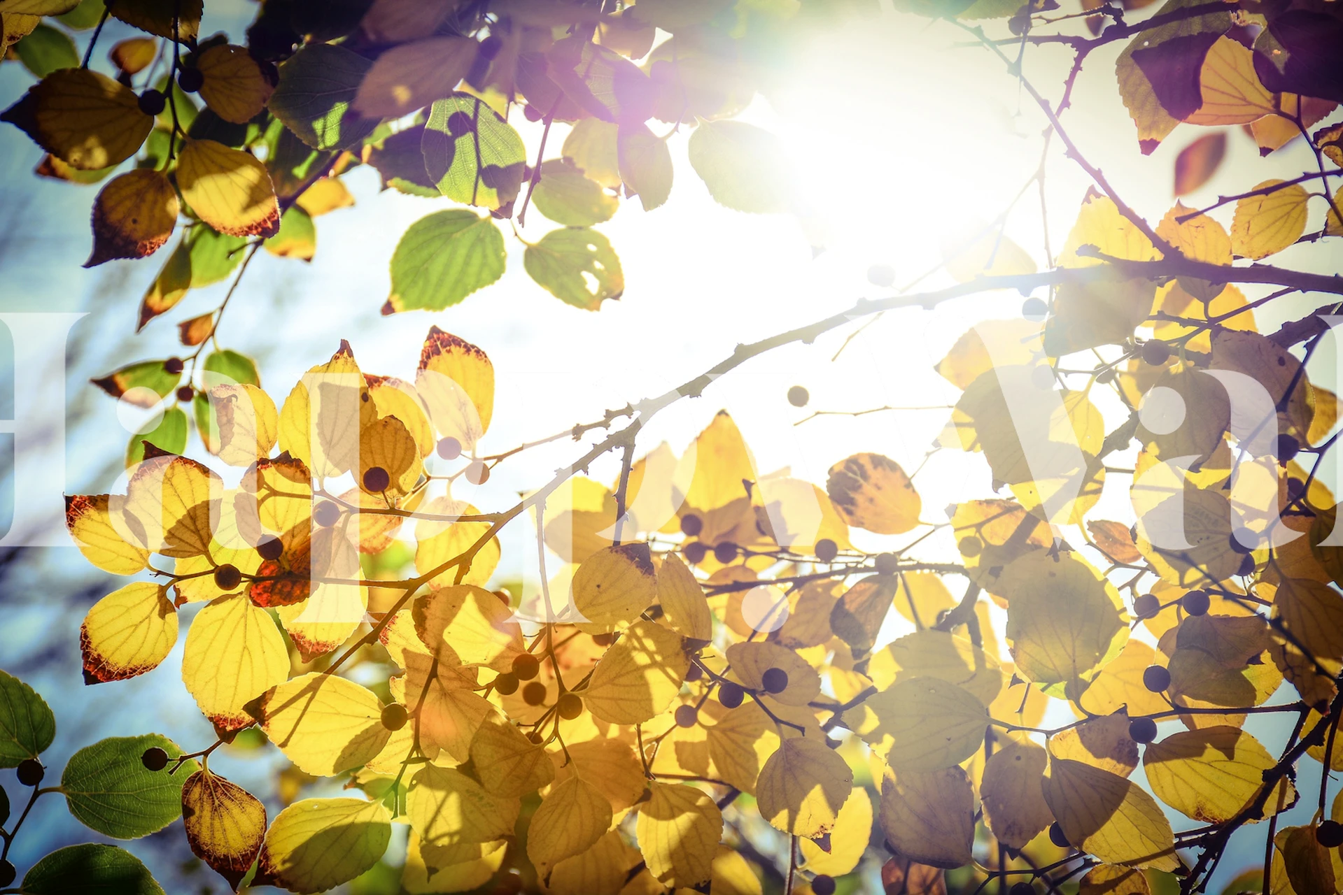 Papier peint à thème hivernal dans une chambre