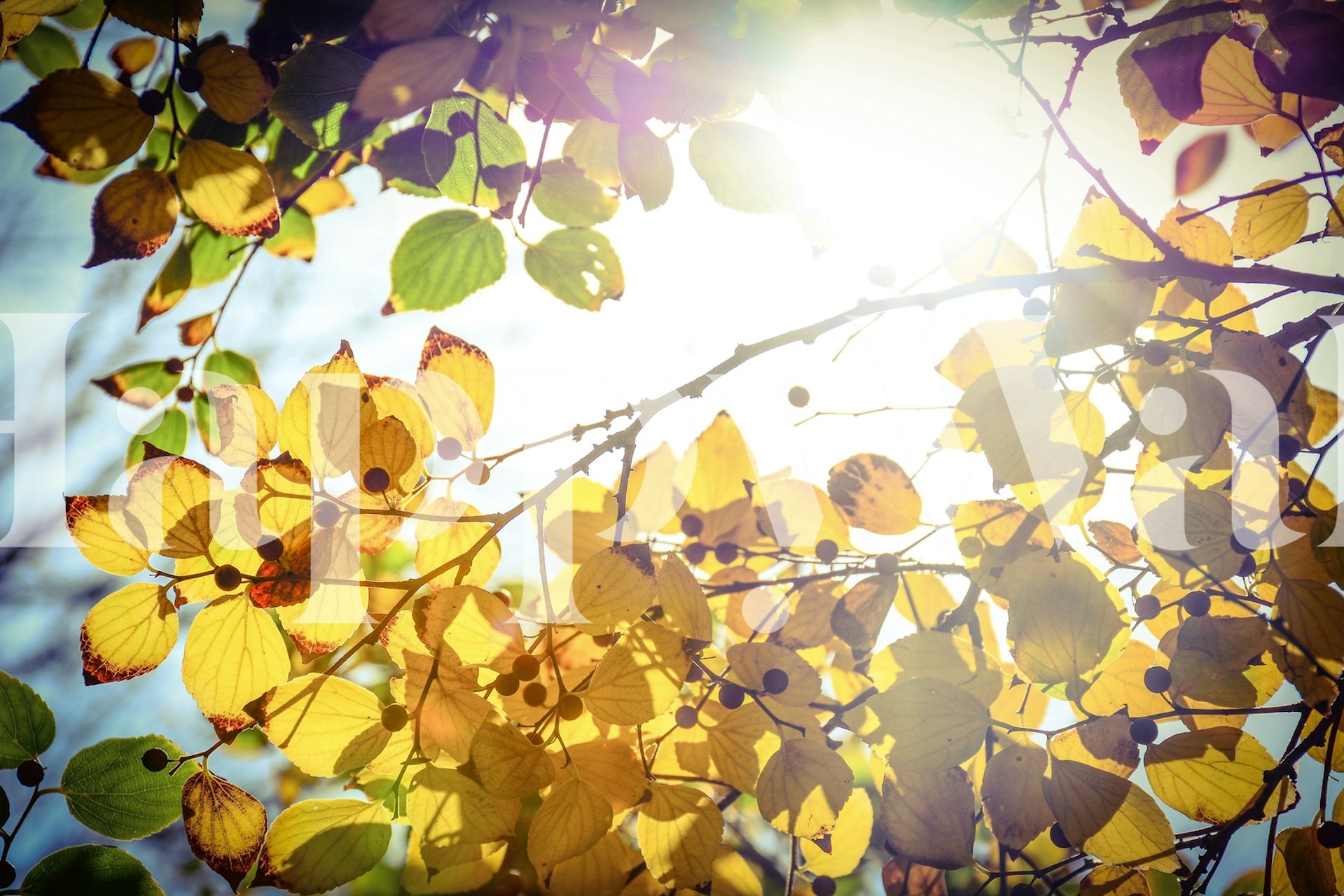 Tapeta s zimním motivem v místnosti