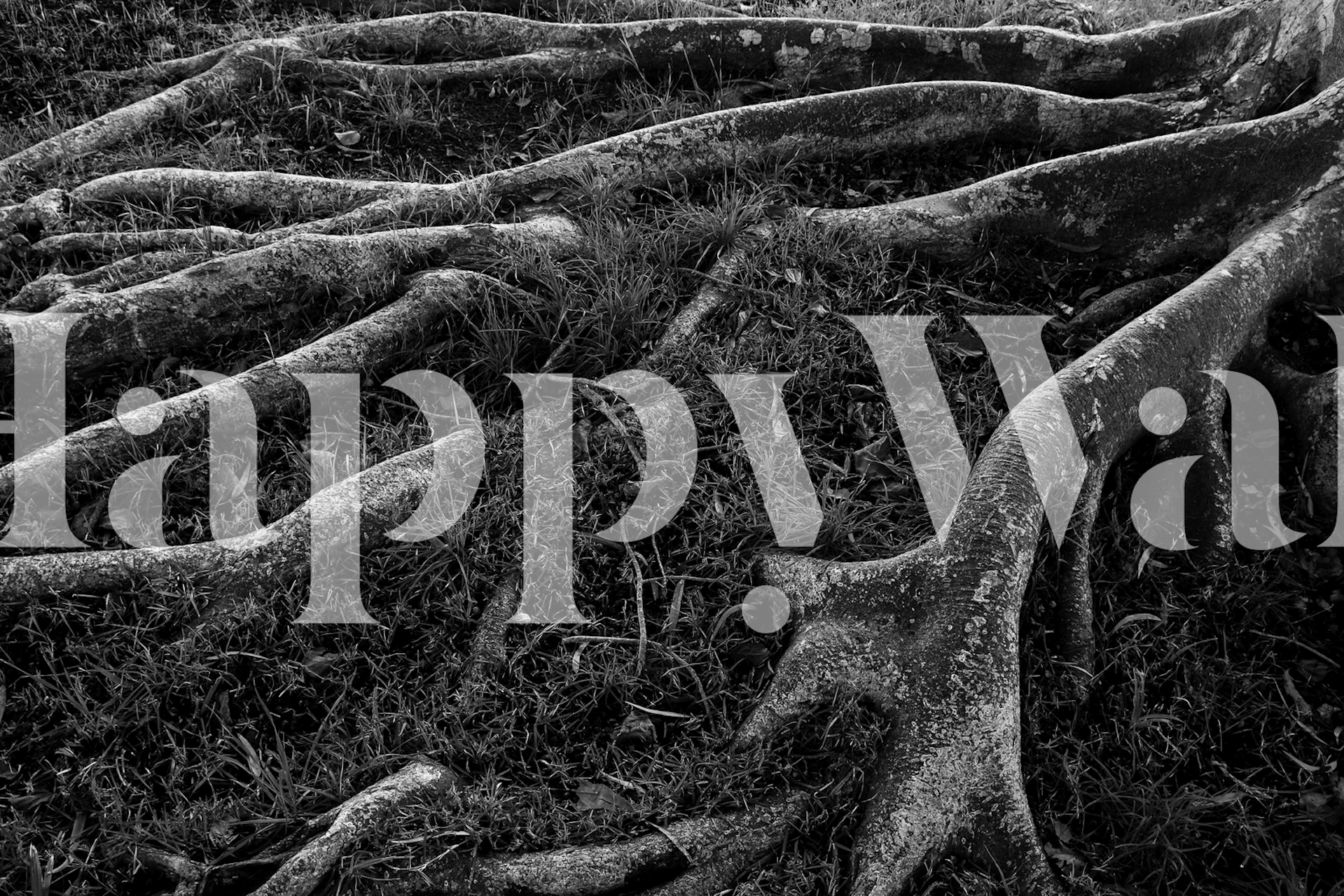 Black and white wallpaper showing detailed roots and grass textures