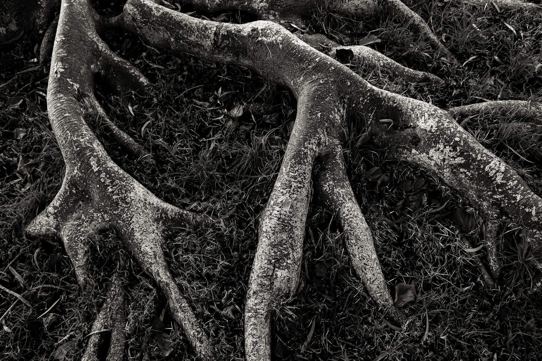Roots II wallpaper - Happywall
