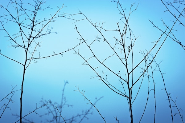 Twilight in the outdoors