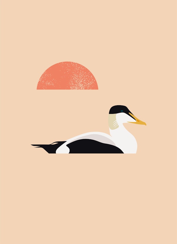 Eider