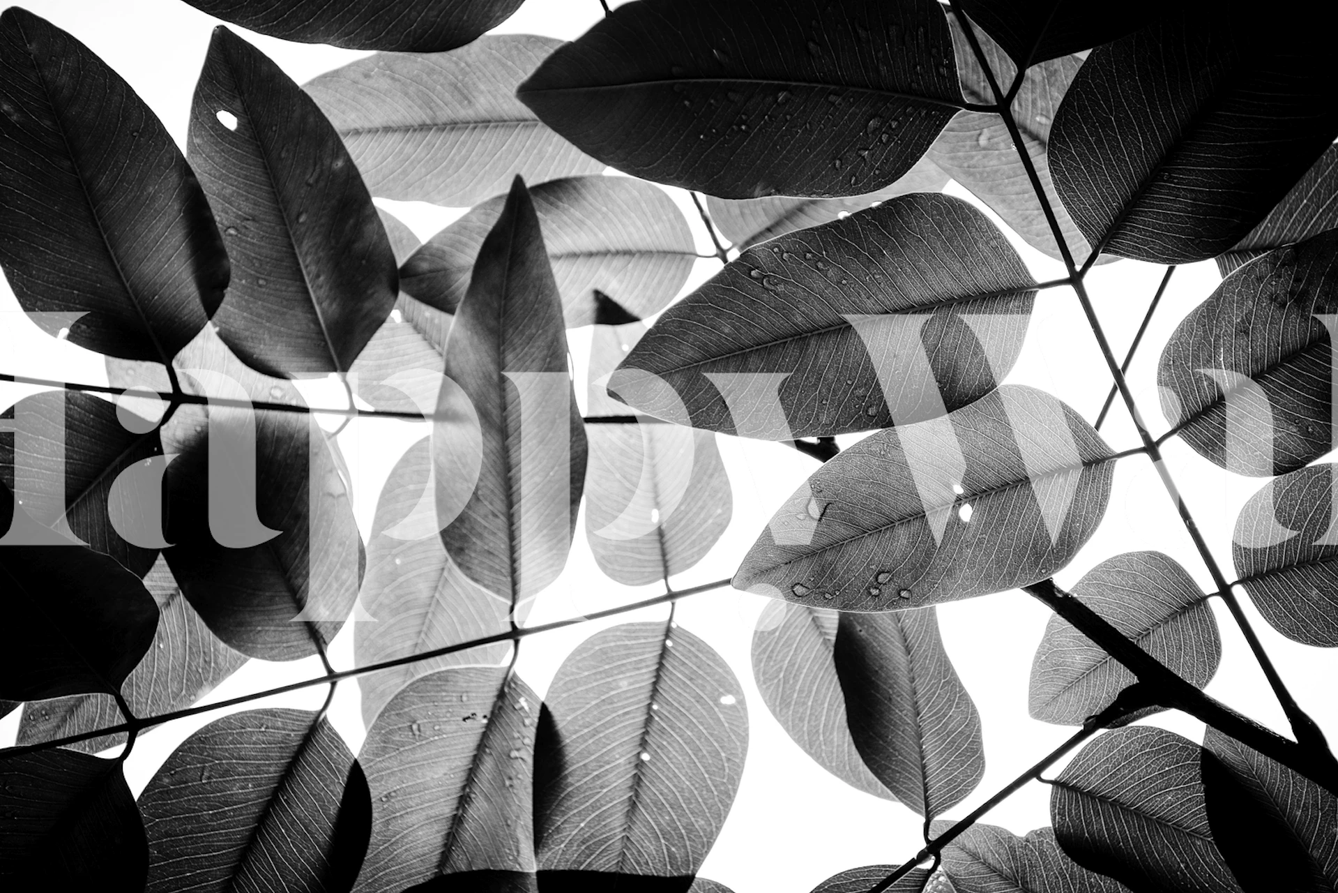 Black leaf pattern wallpaper with a modern aesthetic