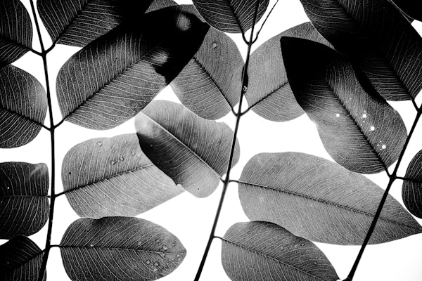 Experiments with Leaves II