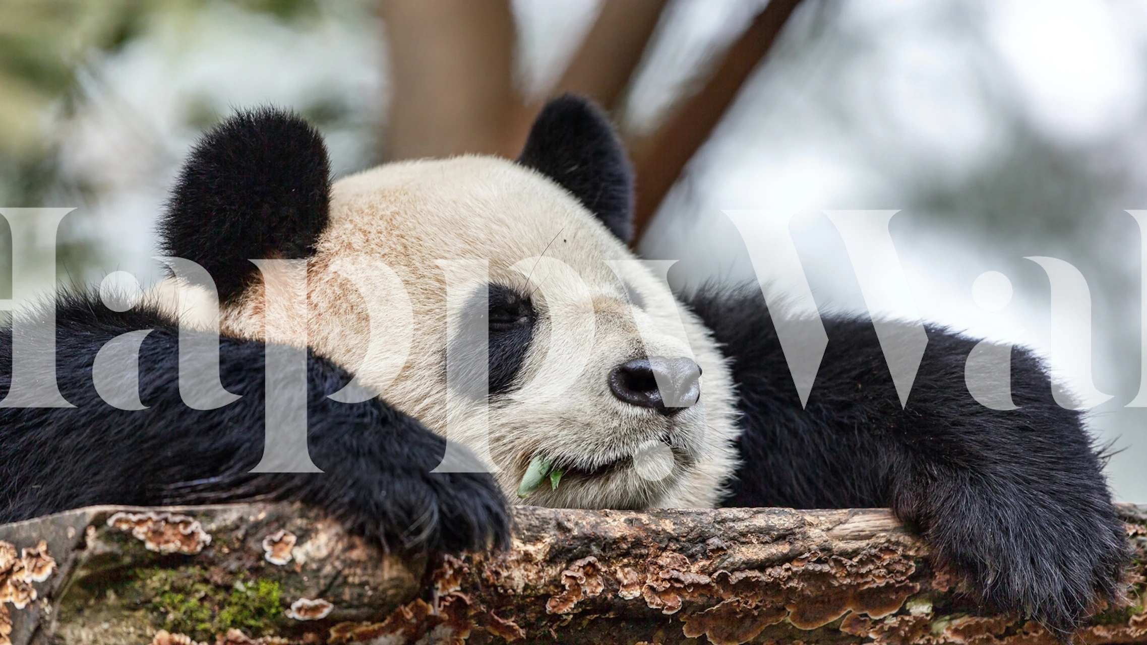 Cute panda resting on a log, black and white wallpaper