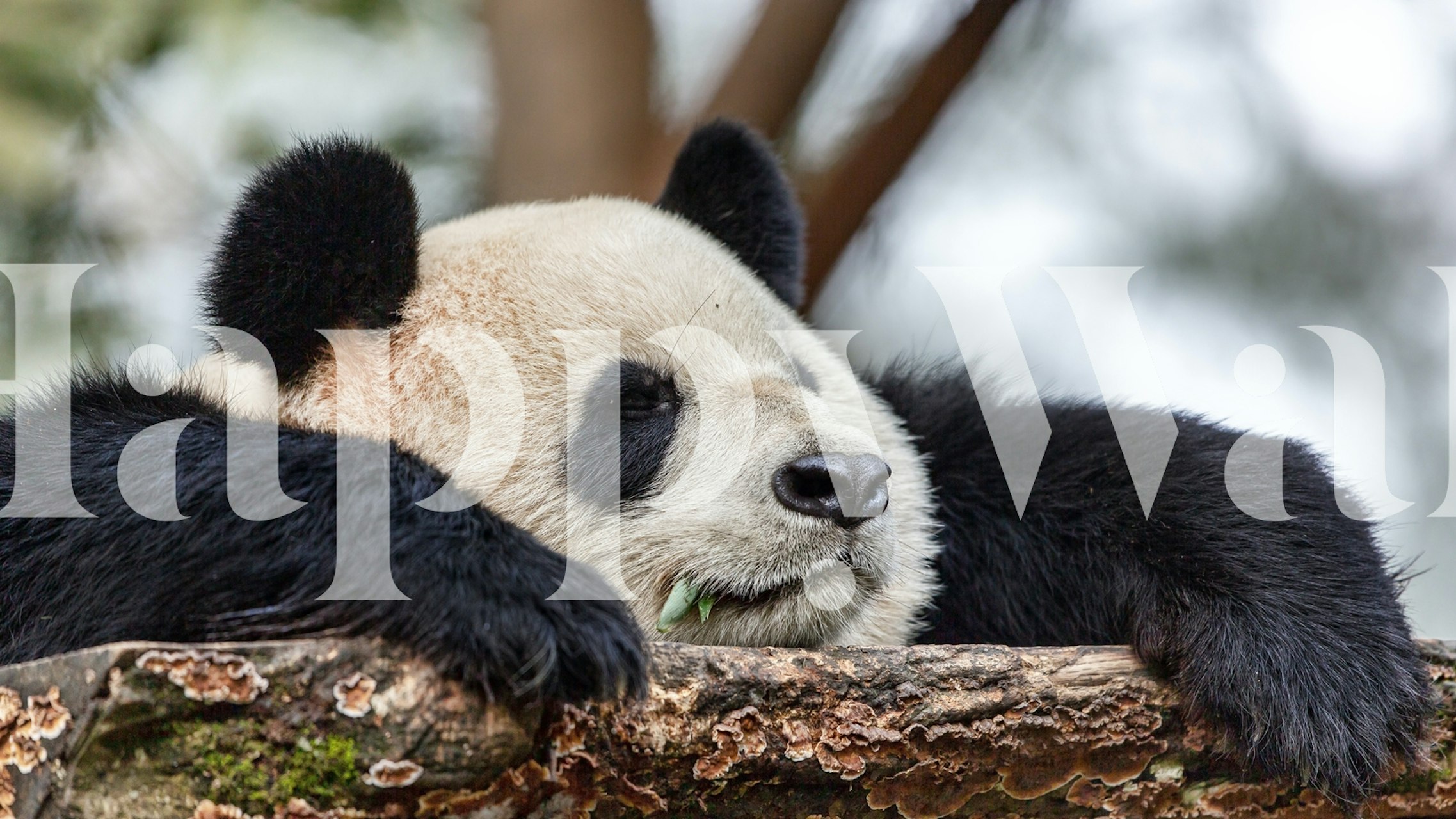 Cute panda resting on a log, black and white wallpaper