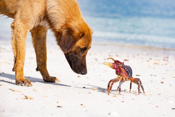 Meeting on the beach