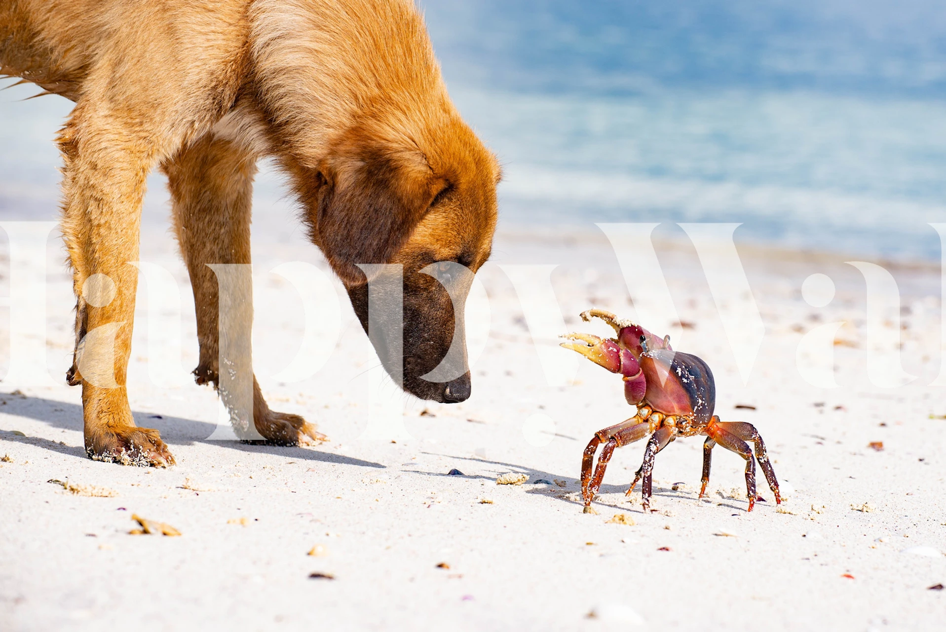 Dog and crab on the beach in bright colors wallpaper
