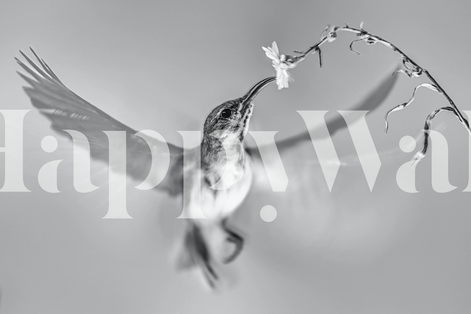 Sunbird in motion wallpaper in a room