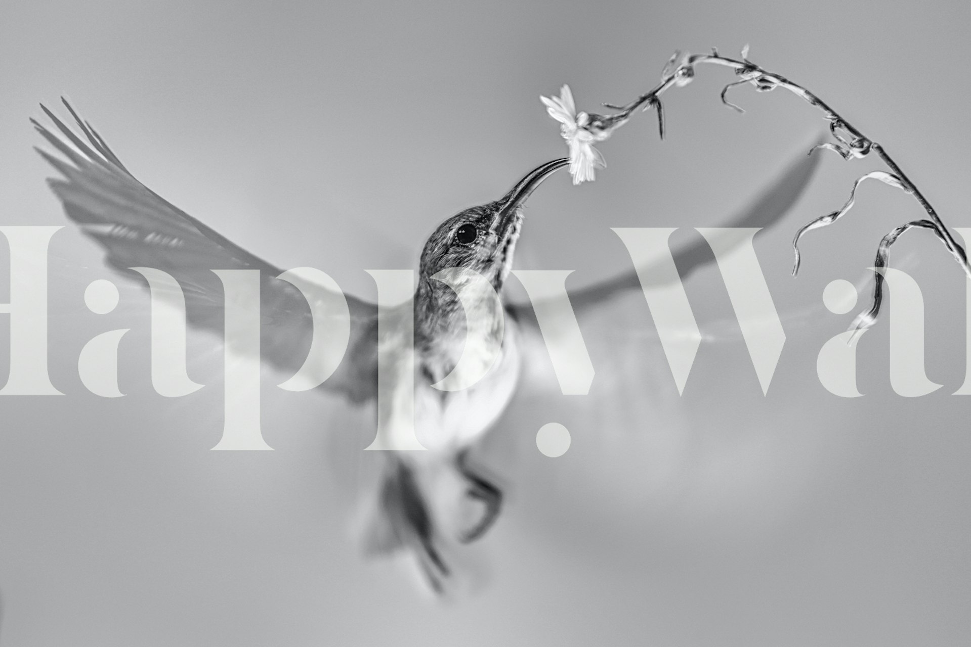 Sunbird in motion wallpaper in a room