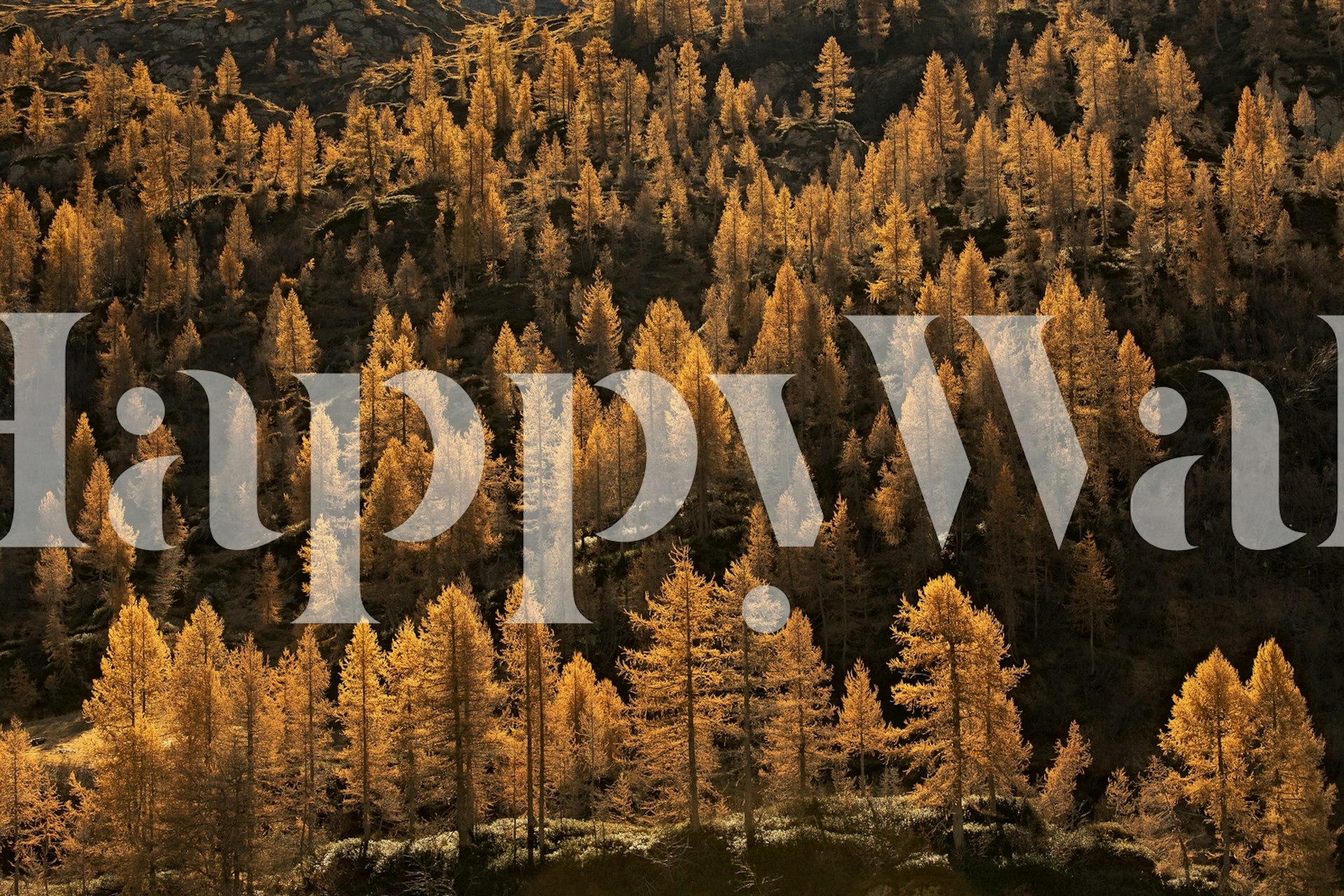 Larches in autumn σχέδιο ταπετσαρίας