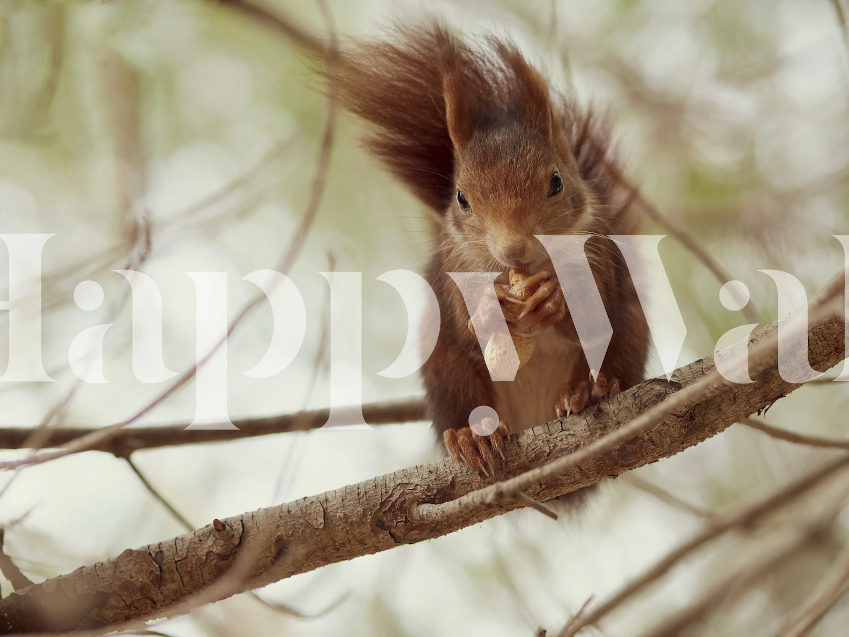 Realistic squirrel on a branch, brown fur, nature wallpaper
