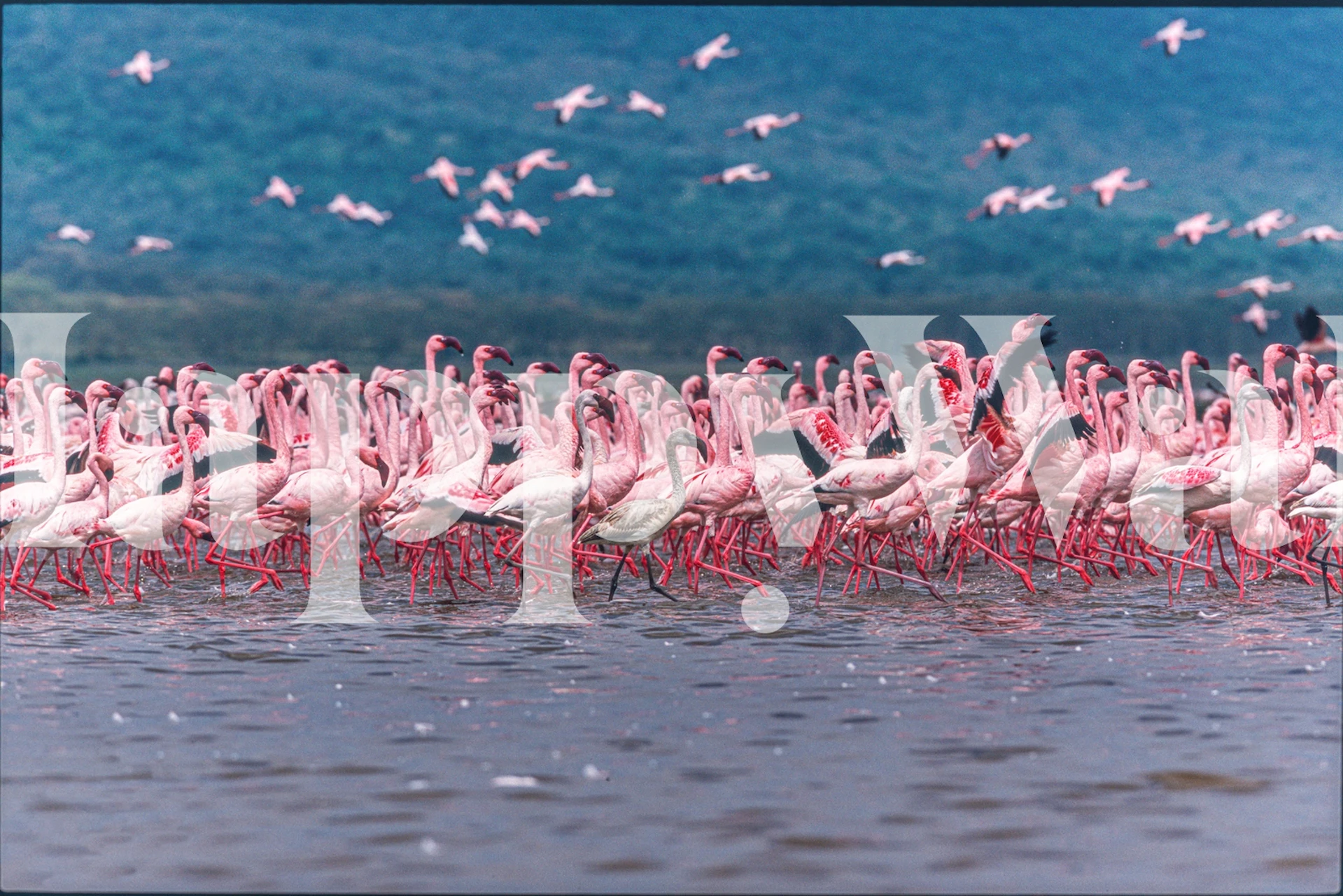 Flamingos in pink hues with a natural background wall mural