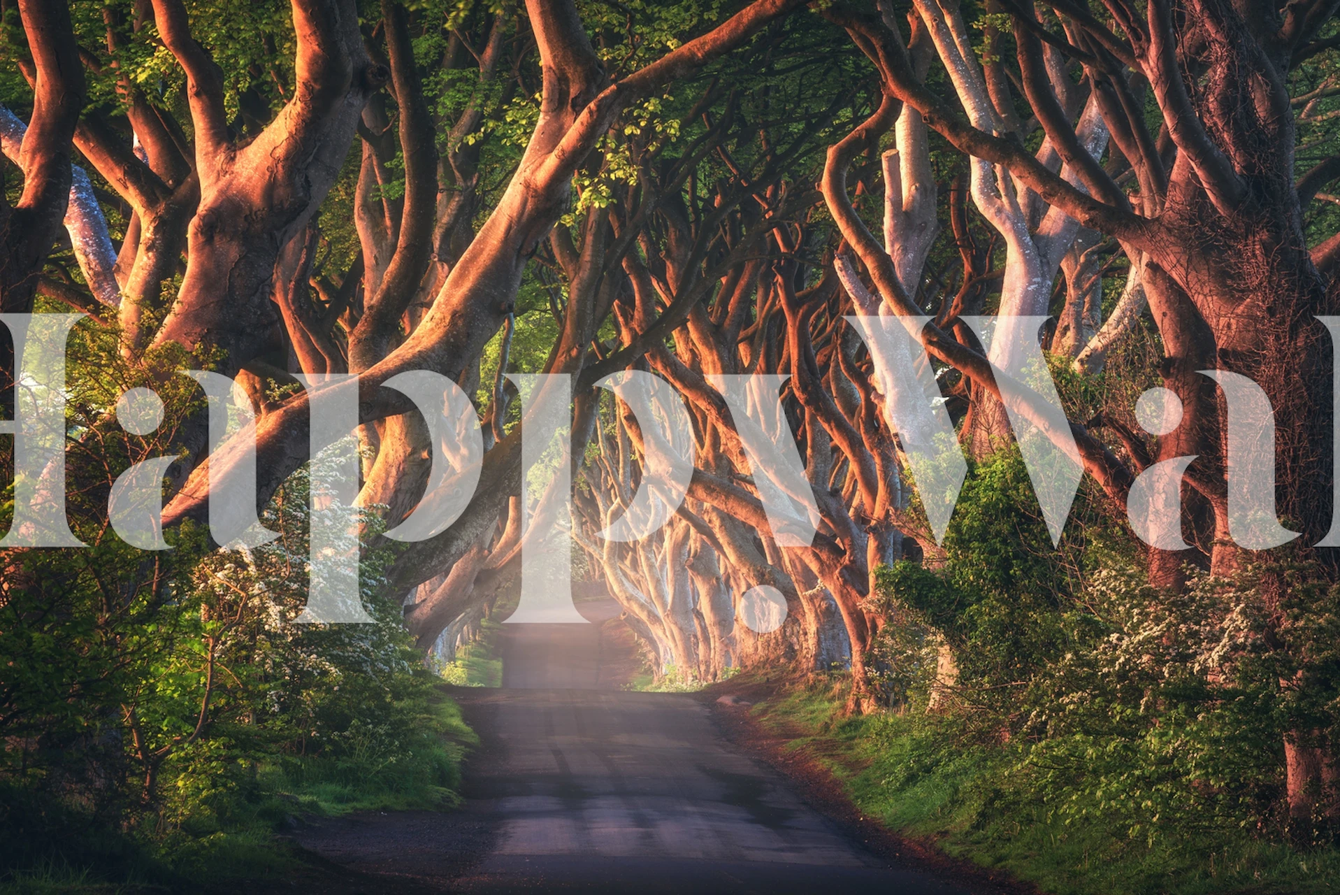 Mystical tree archway on a serene Irish lane wallpaper