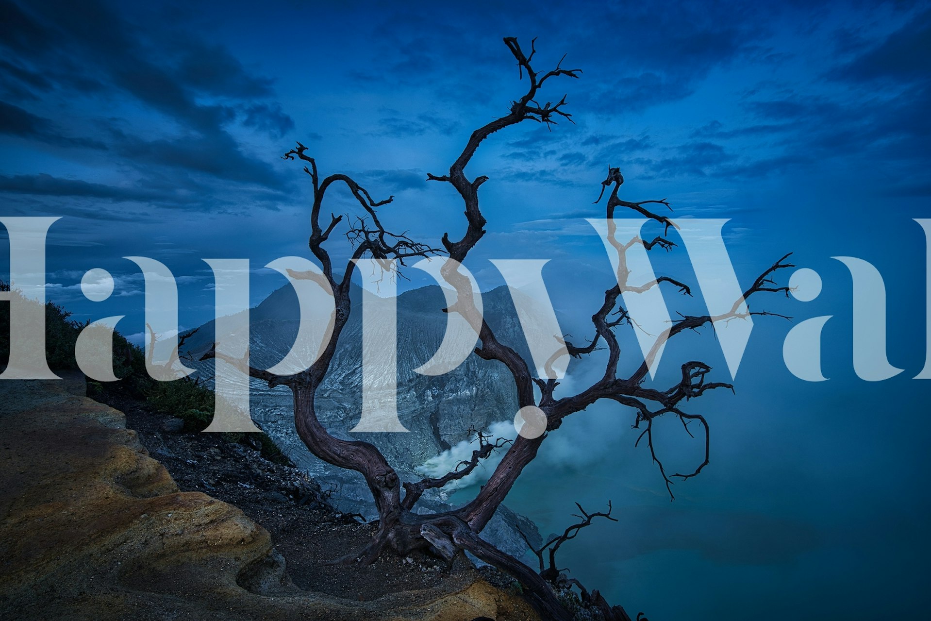 Bladlös trädsiluett mot blå gryningshimlen över Ijen-kratern