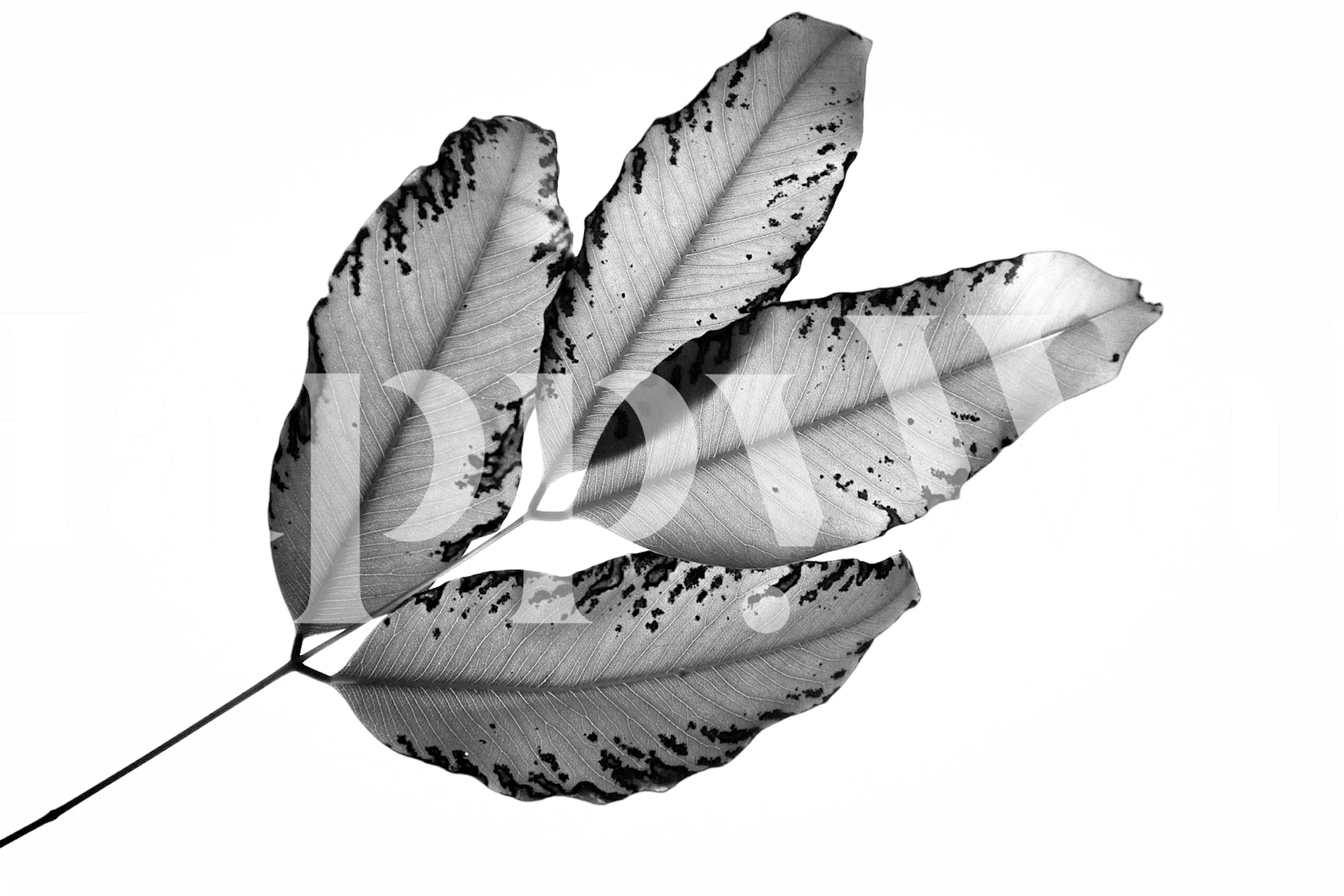 Black and white leaf design wallpaper featuring detailed leaf patterns