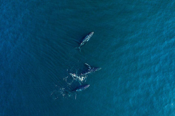 Arabian Humpback Whale
