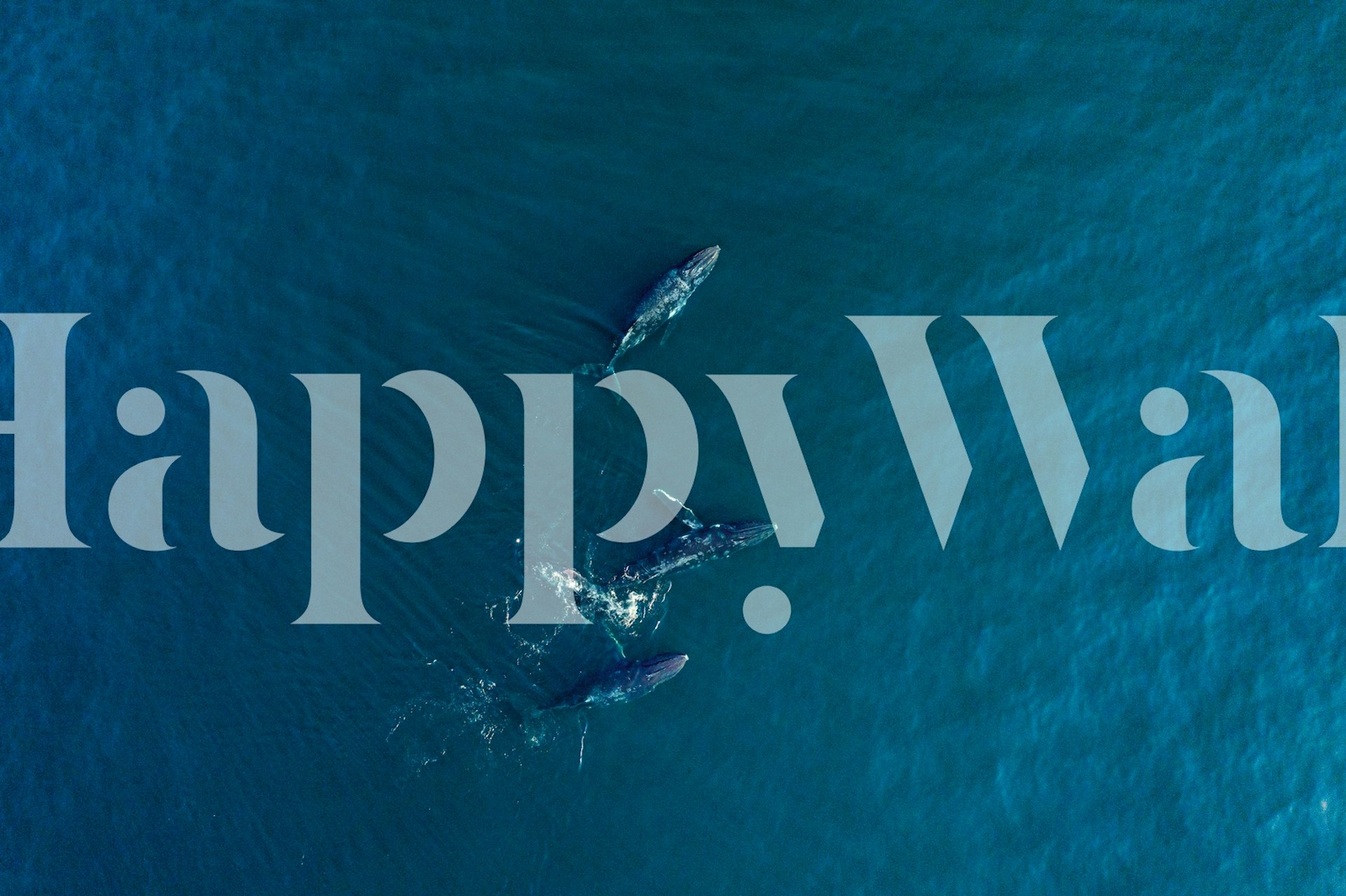 Arabian Humpback Whale wallpaper in a room