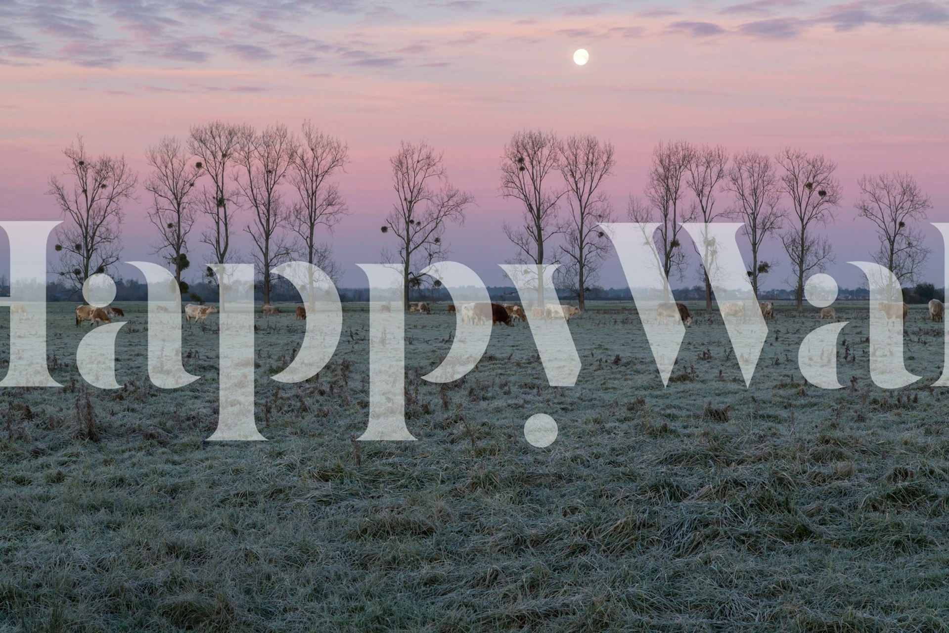 Carta da parati Grazing Moon esposta in una stanza