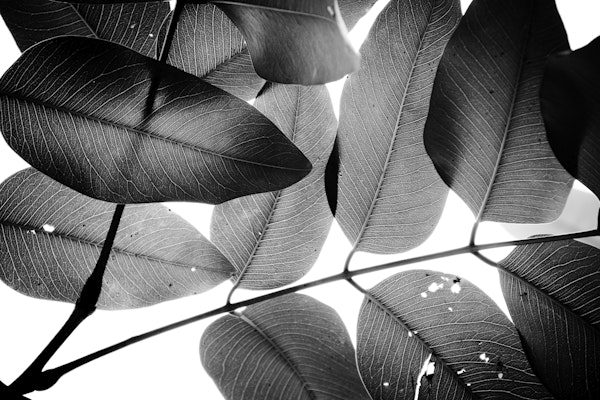 Branches and Leaves V