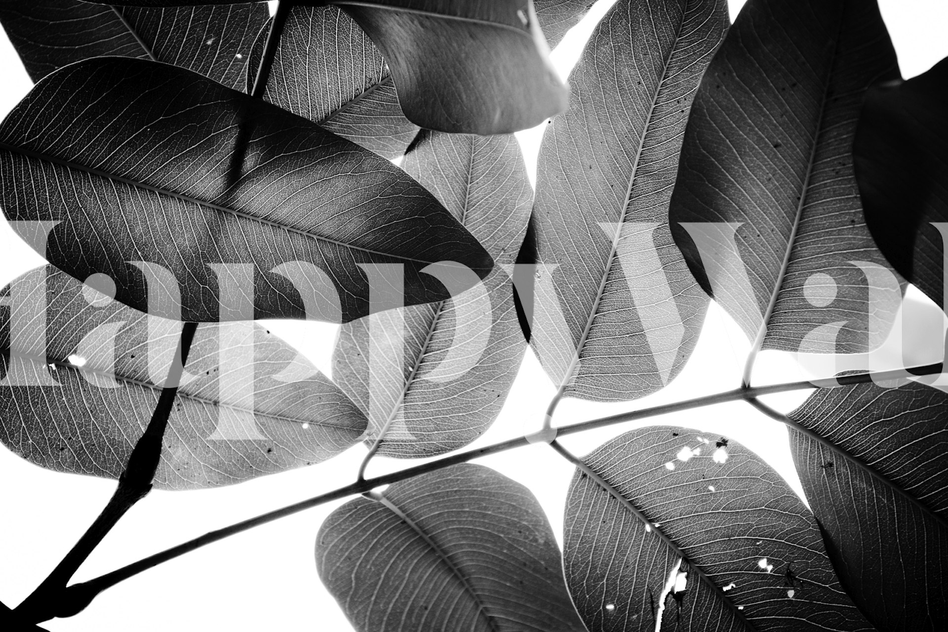 Tapeta Branches and Leaves v místnosti