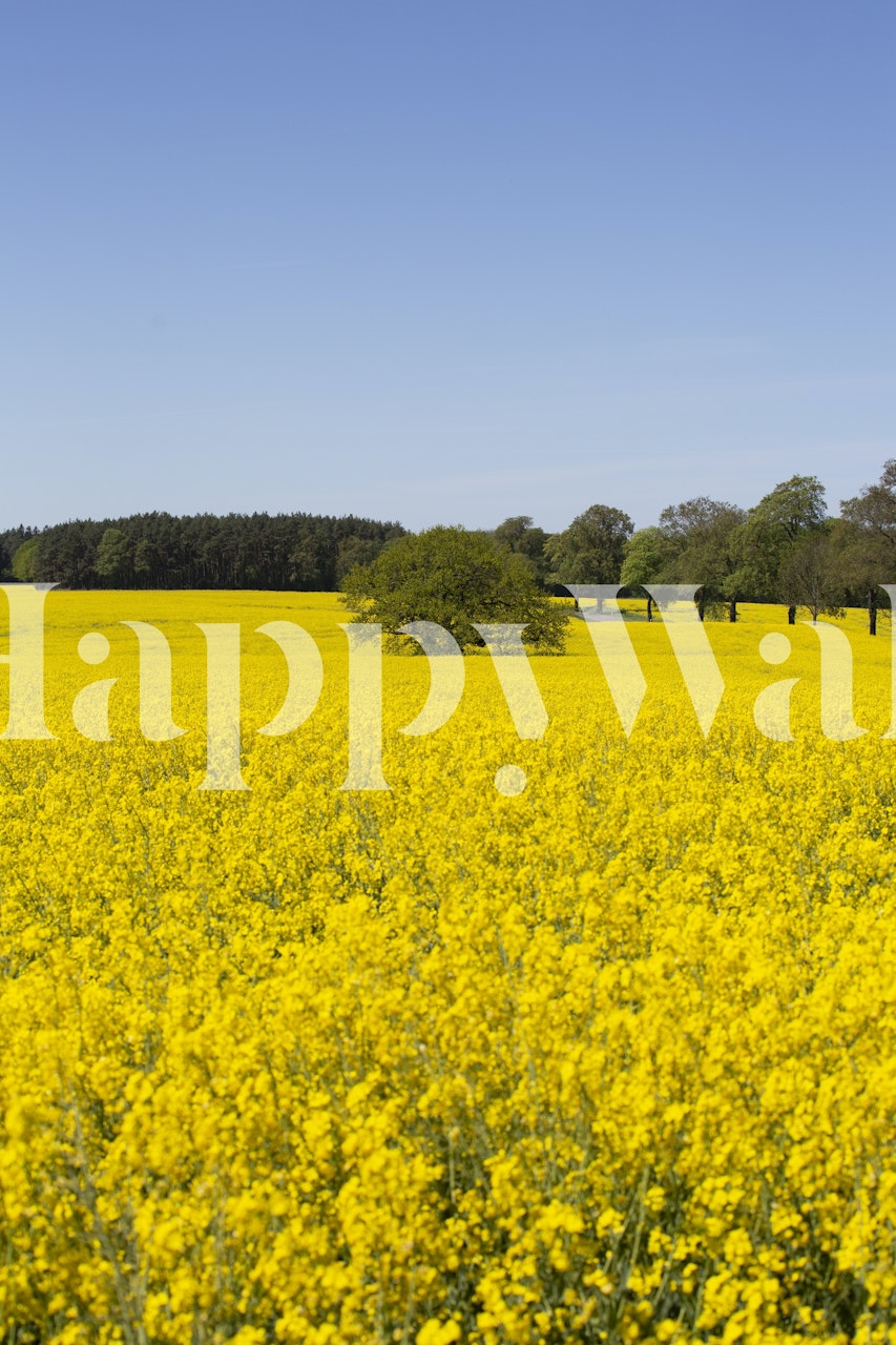 Yellow flowering rapeseed fields wallpaper in a room