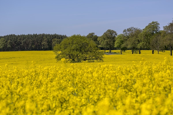 Yellow Flowering Rapeseed Field II