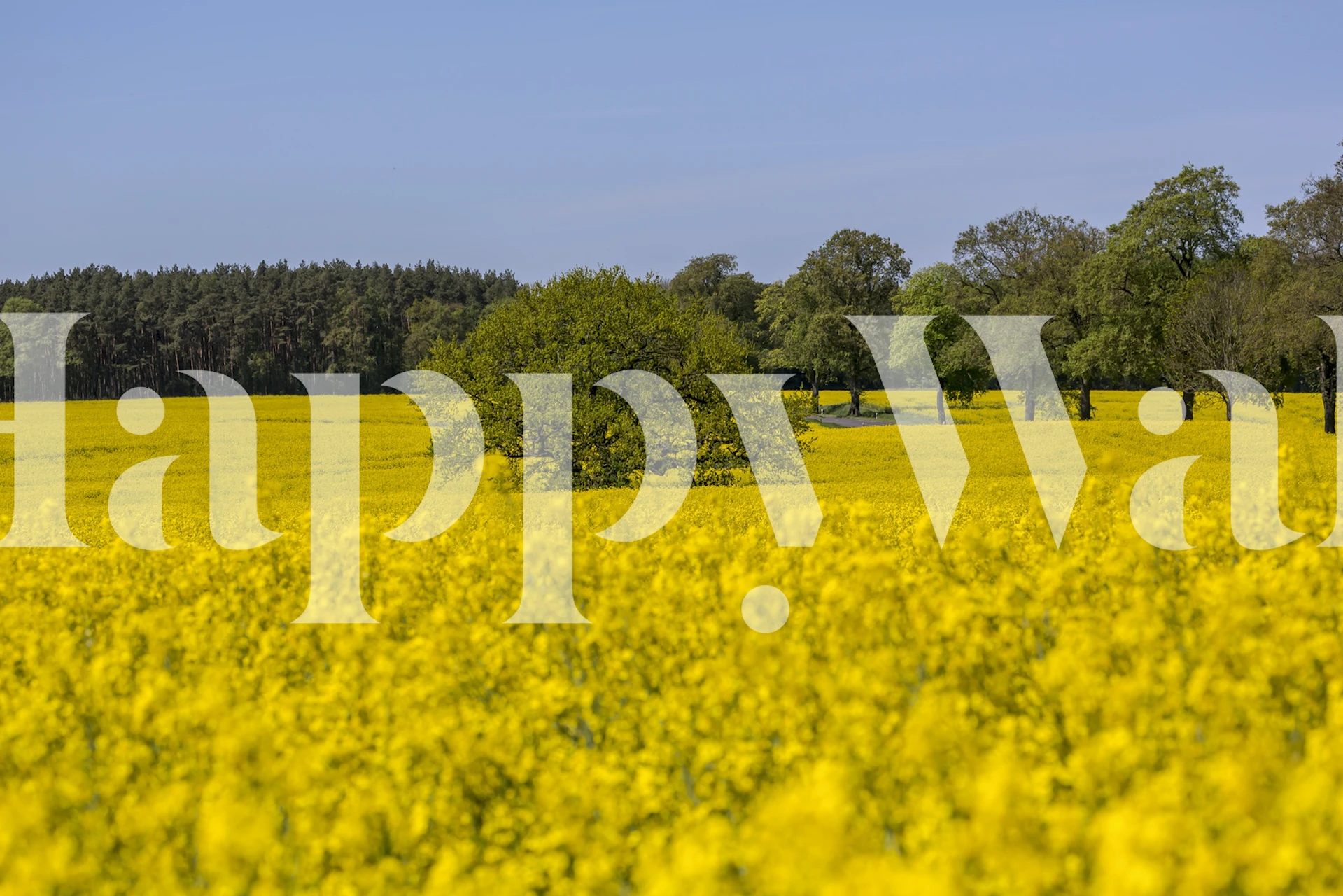 Gul blommande rapssås i ett rum