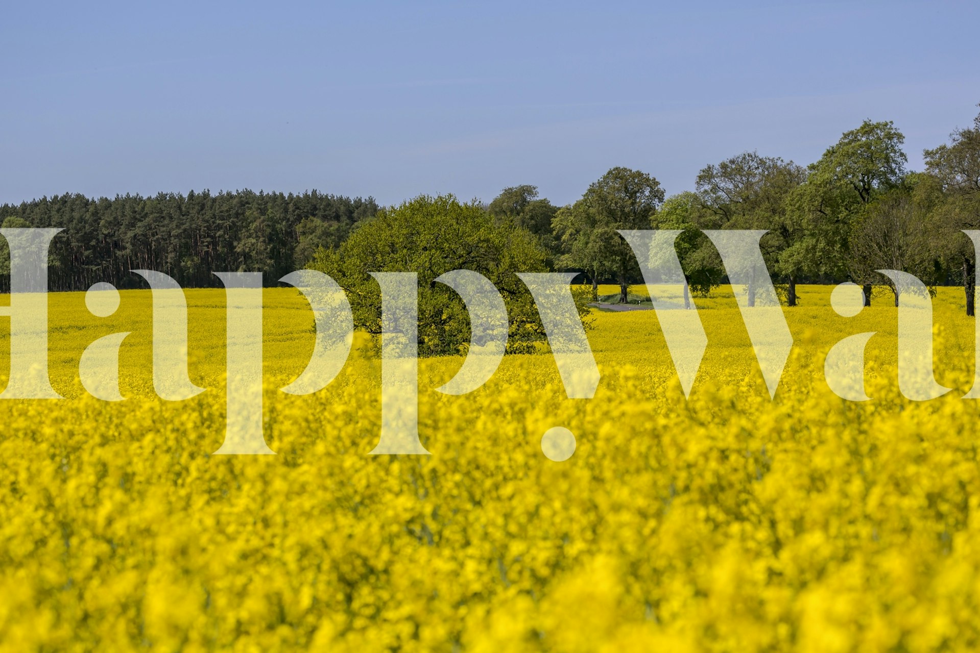Yellow flowering rapeseed field with greenery wallpaper