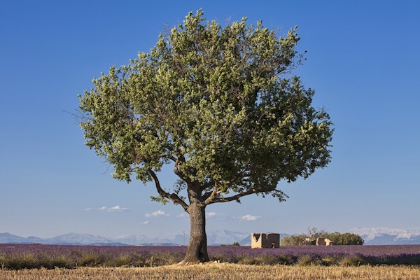 Idyllic Landscape In Provence
