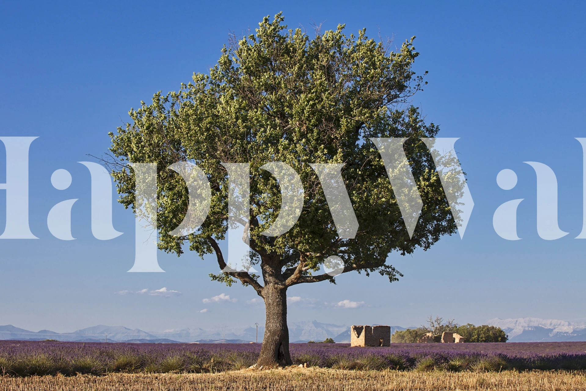 Poklidná nástěnná malba zobrazující osamělý strom v levandulovém poli s jasně modrou oblohou v Provence.