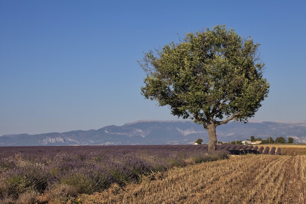 Landscape And Tree In Provence