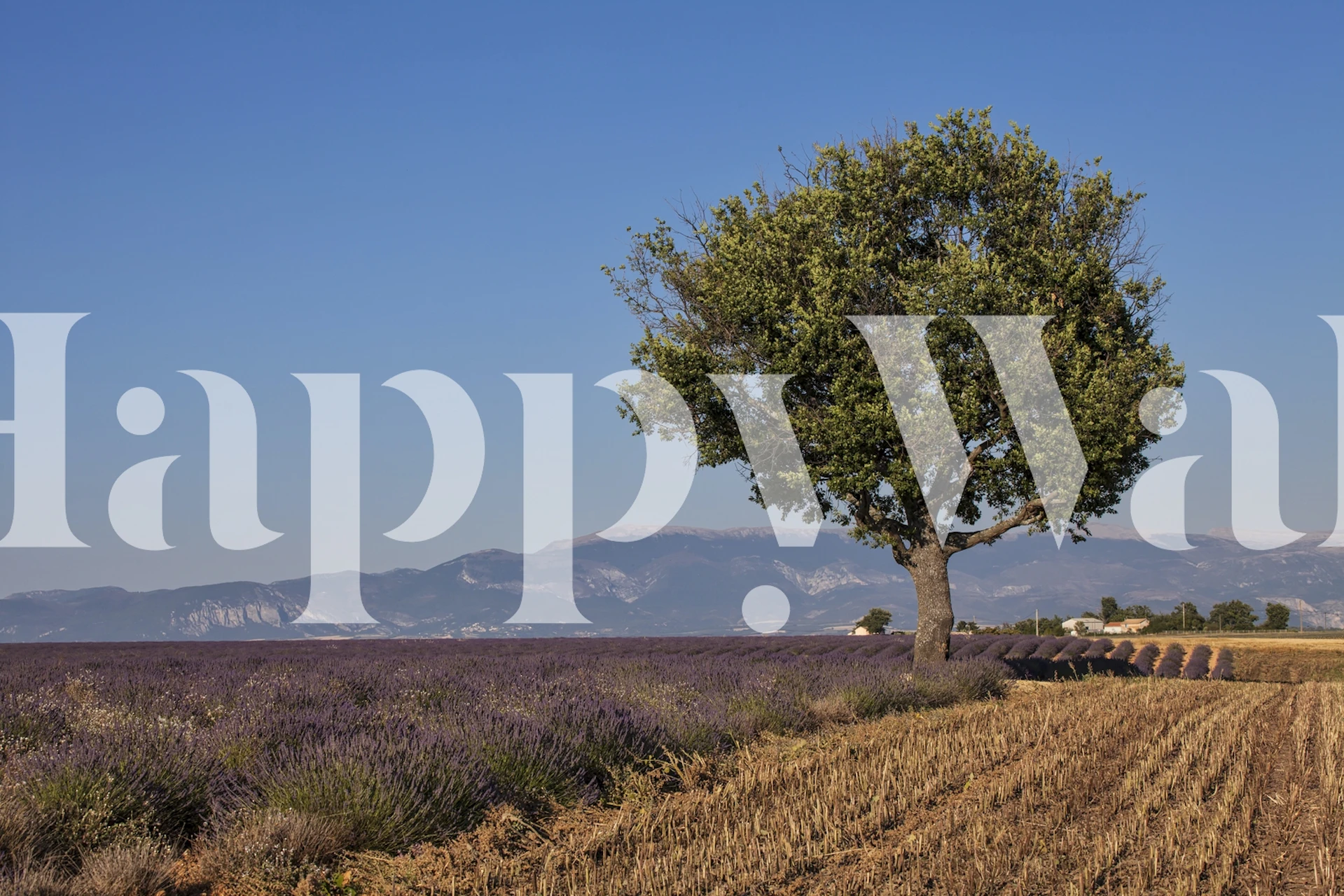 Lavender field landscape with a tree and mountains wallpaper