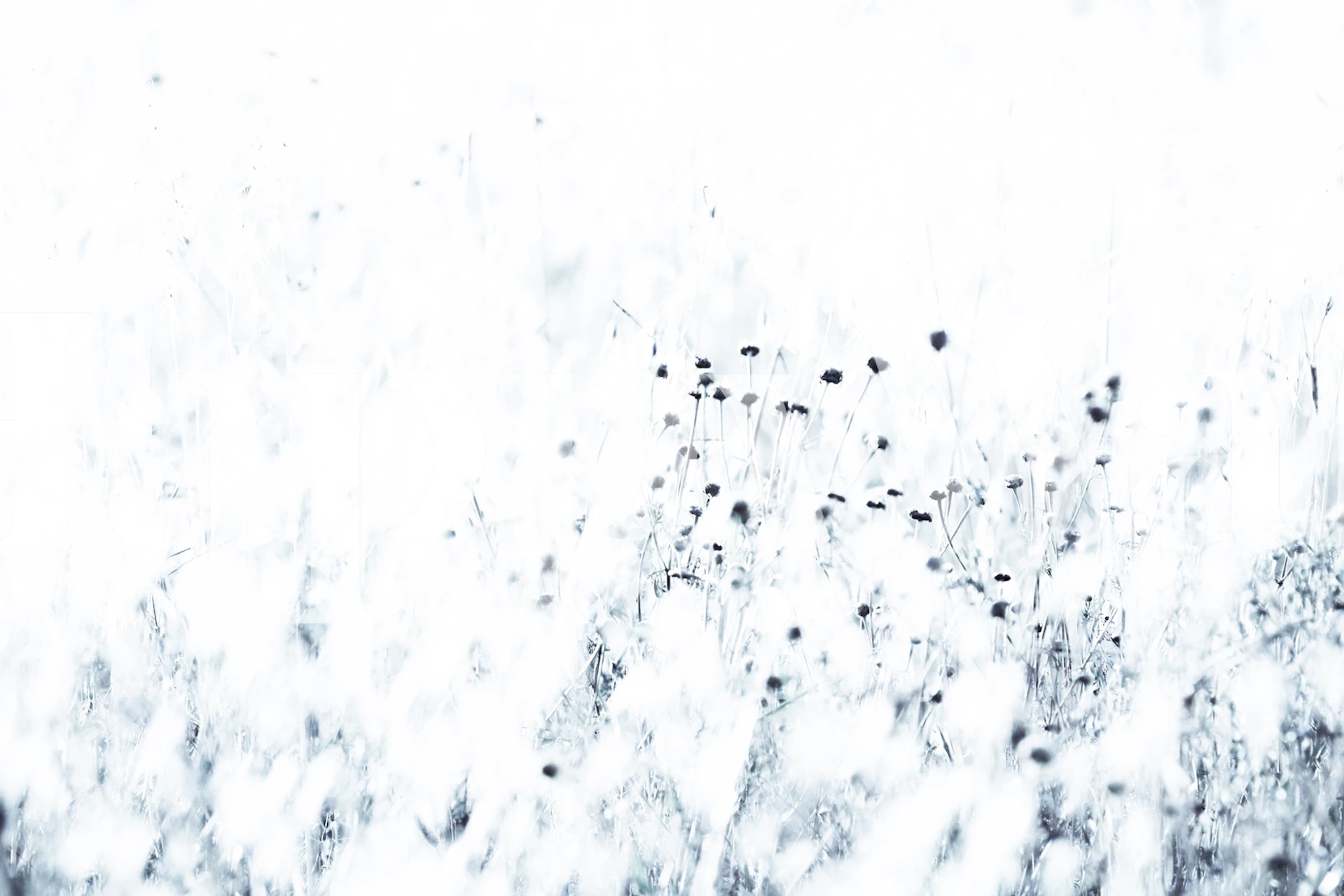 Minimalist Syrian Thistle Wall Mural with White Background and Black Spots