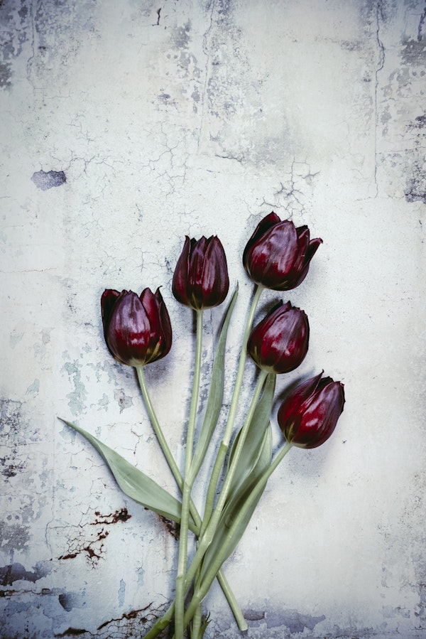 Five Red Tulips
