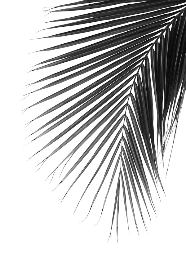 Minimal Palm Leaf Finesse 1