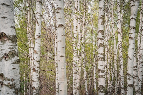 Birches